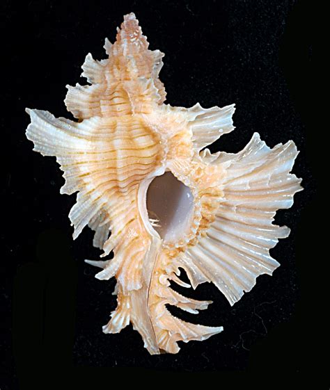 Sea Shell Collections 的图像结果