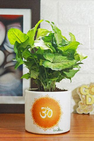 Everything You Need to Know About Green Syngonium Plant – RollingNature