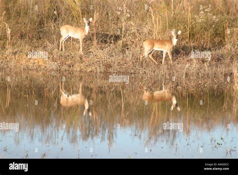 Image result for Decatur Alabama County