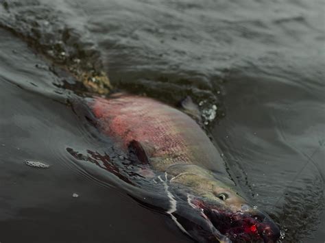 UNALAKLEET RIVER LODGE (2026) All You Need to Know BEFORE You Go (w ...