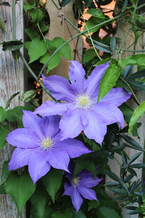 Blue Clematis in the spring garden | Blue clematis, Clematis, Flower beauty