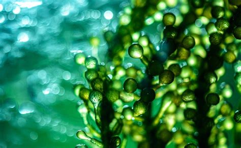 Biorreactores de algas: nuevos árboles biomecánicos para las ciudades