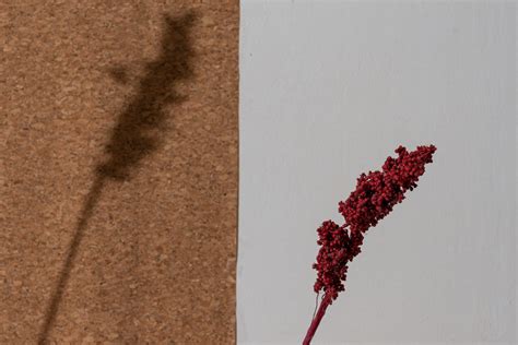 Indian corn – farmerr.in