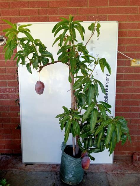 Image result for Dwarf Mango Tree Care