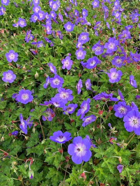 Geranium Rozanne 'Gerwat' - Beth Chatto Plants & Gardens