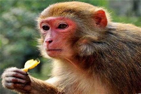 属猴的几月出生最好-风水知识