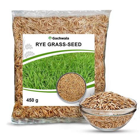 Buy Rye Seed Online | Cultivating the Versatile Cereal Grass