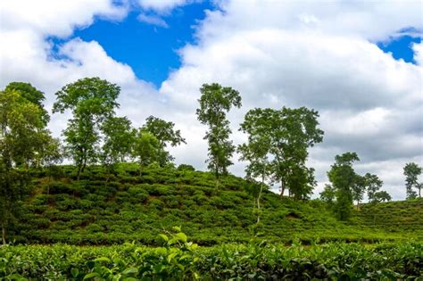 Finlay Tea Estate 2