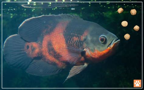 Do Oscar Fish Eat Snails 的图像结果