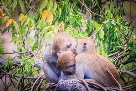 Image result for Monkeys Hugging