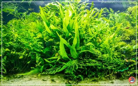 Image result for Java Fern Disease