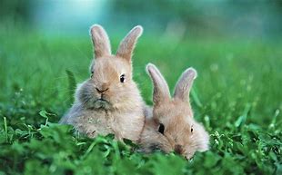 Image result for Two Bunnies Kissing