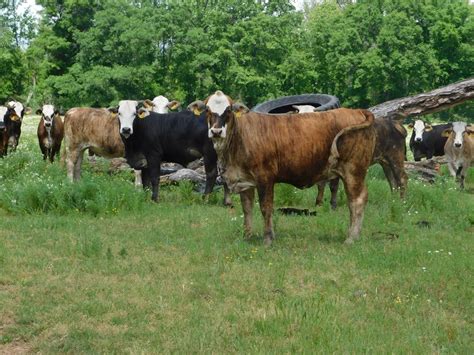 2026 Blackbelt Cattle Marketing Spring Fling Replacement Heifer Sale ...