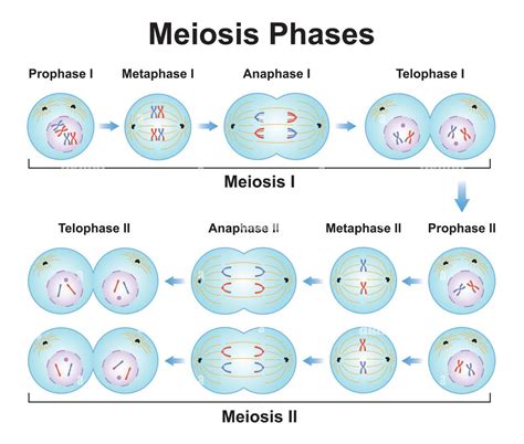 Phases of Meiosis - EDUQODE