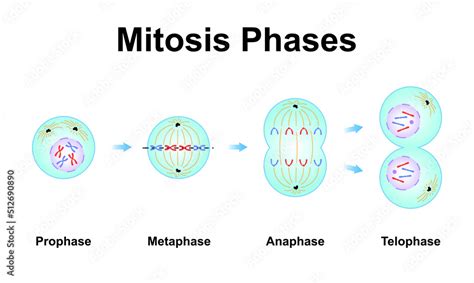 Image result for Cell Reproduction Process