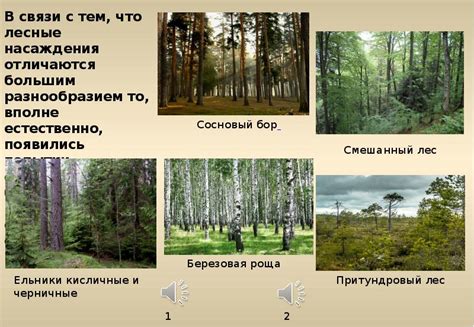 Лес Типы, виды, классификация лесов