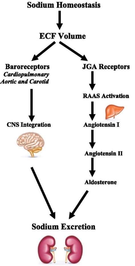 what are the function of ADH hormone - Brainly.in