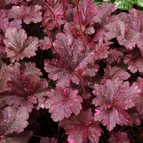 Heuchera 'Midnight Rose' - Patuxent Nursery