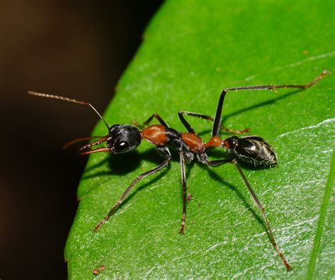 Jumping Jack Ants