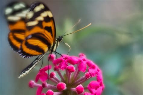 What Do Butterflies And Moths Eat at Ronald Pepper blog