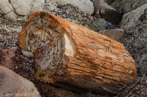 On the Subject of Nature: Petrified Forest National Park
