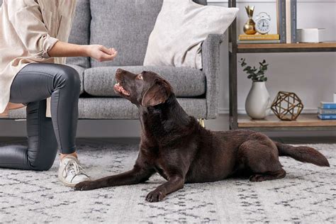 Image result for Labrador Tricks