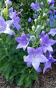Image result for Platycodon Balloon Flower