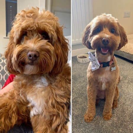 Image result for Cockapoo Cuts