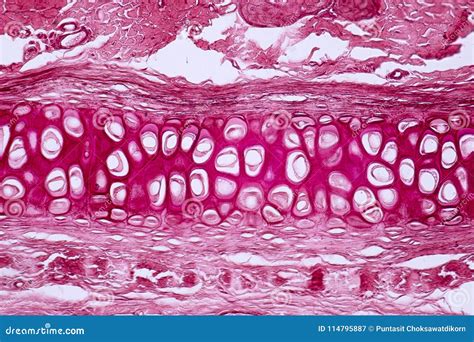 Cross Section Human Cartilage Bone Under Microscope View Stock Image ...