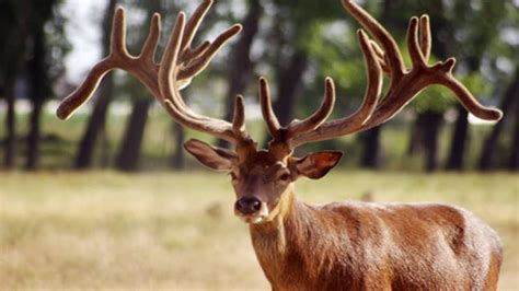 Now, Kashmir's Red Stag on critically endangered species list: 7 ...