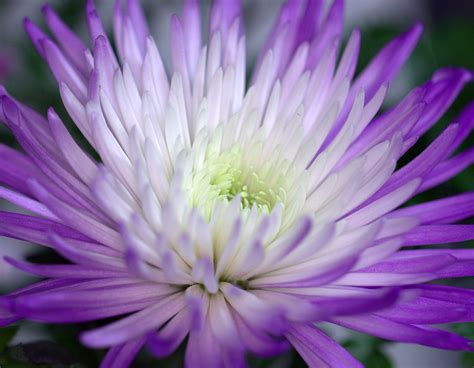 Spider Mums For Sale at Joshua Chafin blog