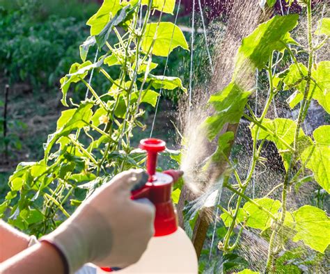 How to get rid of kudzu bugs: Experts reveal tip tips | Homes and Gardens
