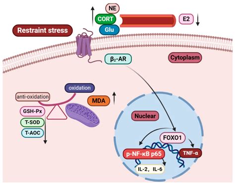 The Role of the FOXO1/β2-AR/p-NF-κB p65 Pathway in the Development of ...