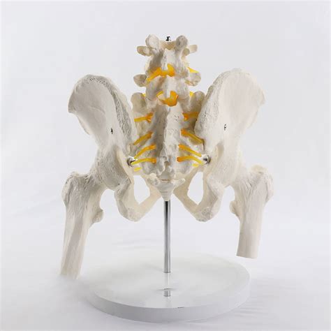 Human Skeleton Model Life Size Flexible Spinal Column With Femur Heads ...