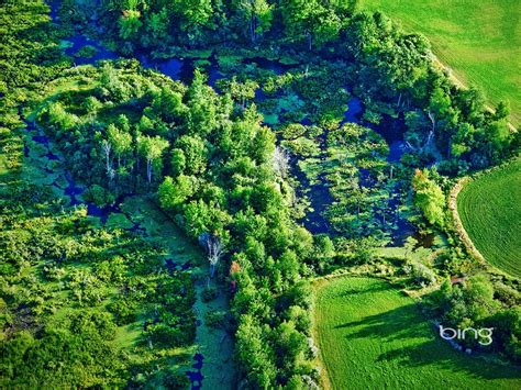 Bing Wallpaper Forest 的图像结果