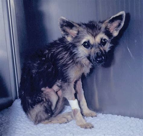 Image:Pituitary dwarfism, German Shepherd Dog-Merck Veterinary Manual