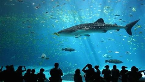 Nausicaa Centre National de la Mer, boulogne sur mer, France - Top ...