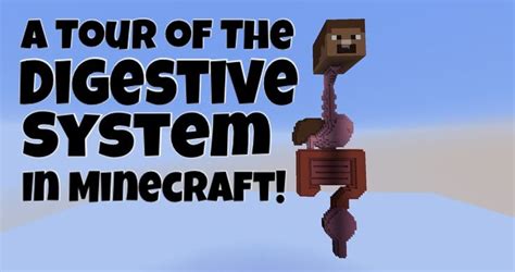 Image result for Minecraft Digestive System