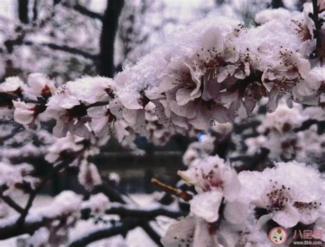 河南多地迎来3月桃花雪 为什么河南三月还下雪 _八宝网