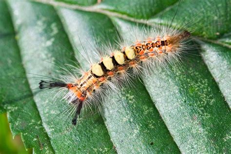 File:Tussock moth caterpillar.jpg - Wikipedia