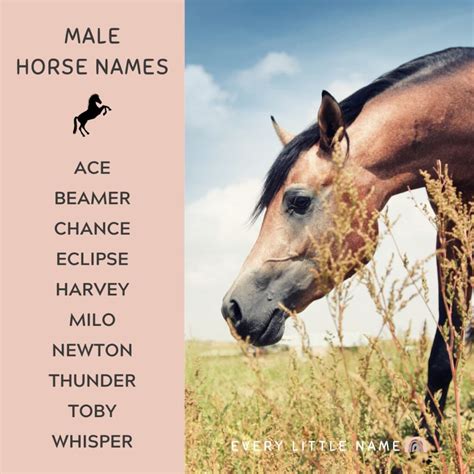 Great Horse Names In History at Bella Bright blog