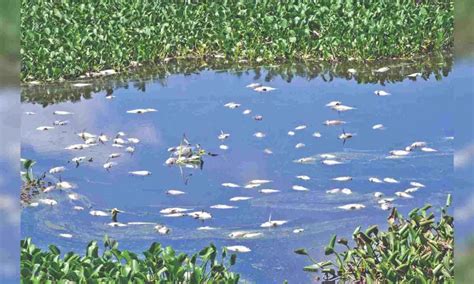 Thousands of fish found dead in Nanjarayan tank in Tirupur