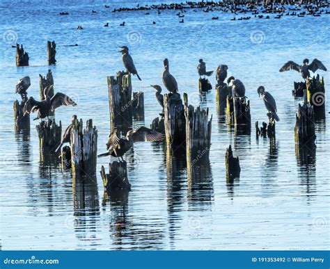 Comorantes De Doble Cresta Juanita Bay Park Lake Washington Kirkland ...