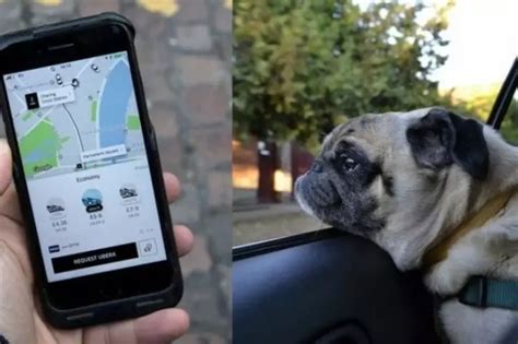 Uber Could Soon Allow Pets To Travel With You, As It Starts Testing ...