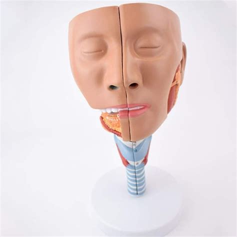 Throat Facial Model 2 Parts Shows The Muscles Of Throat | Desertcart INDIA