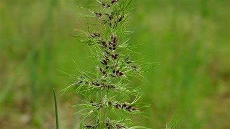 Мятлик однолетний Однолетние злаковые сорняки | Syngenta