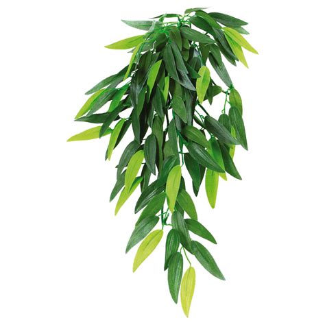 Indoor Hanging Plant PNG Photo
