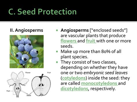 Image result for CLIL Lesson On Classifying Plants