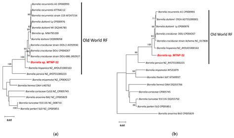 Detection of Old and New World Relapsing Fever Borreliae in ...