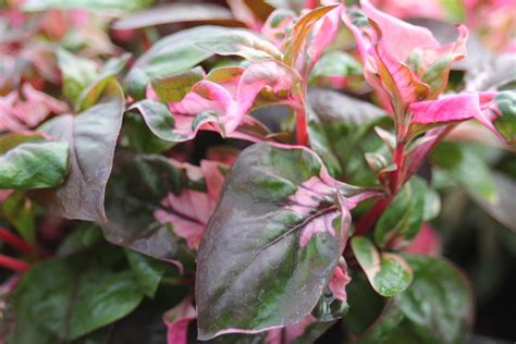 The Colorful Joseph's Coat Plant - PSE